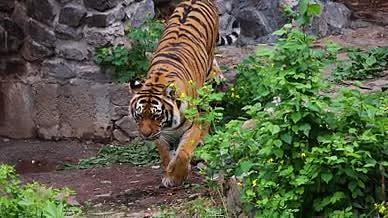老虎下山霸气威武的动物视频的预览图